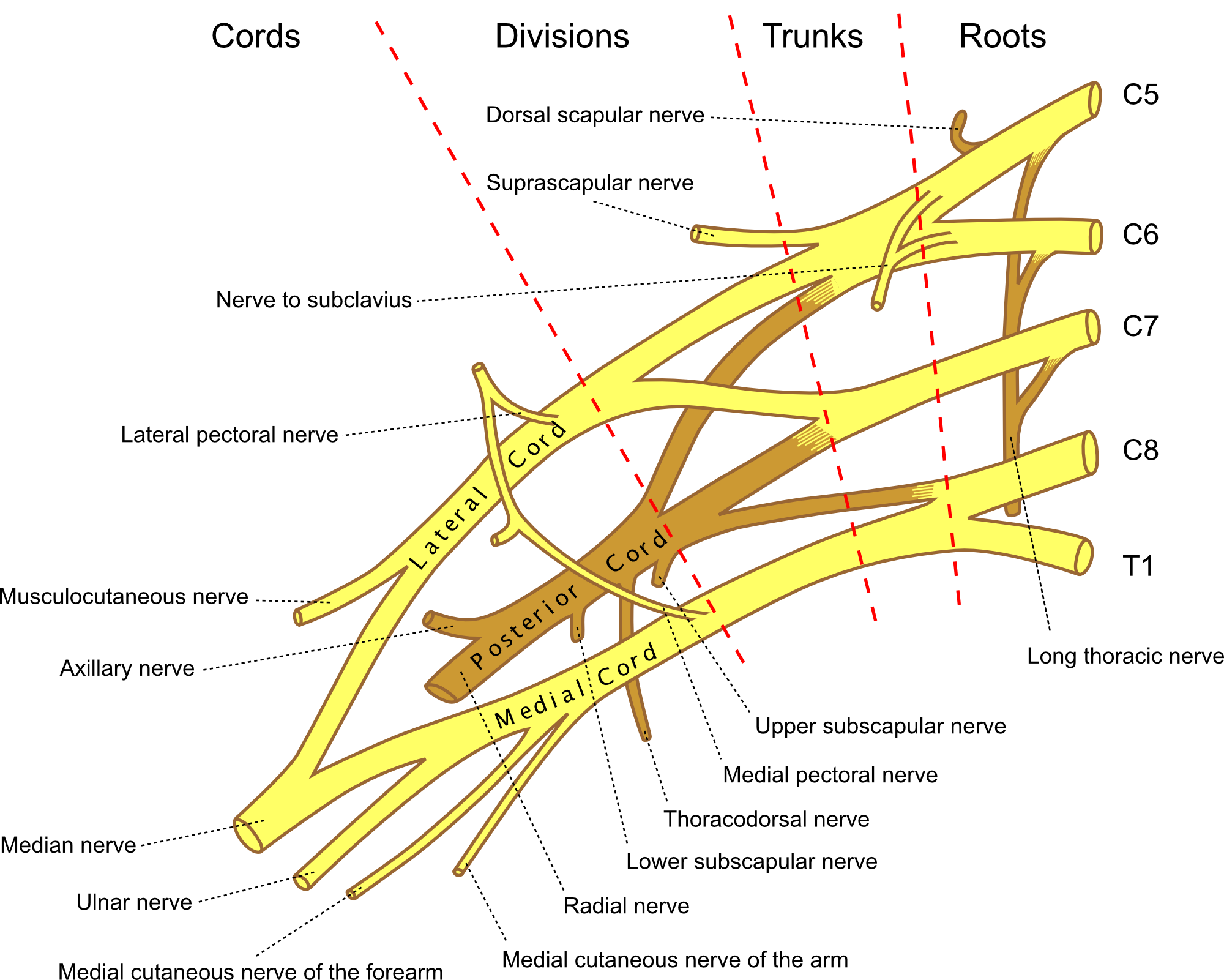 Brachial-plexus