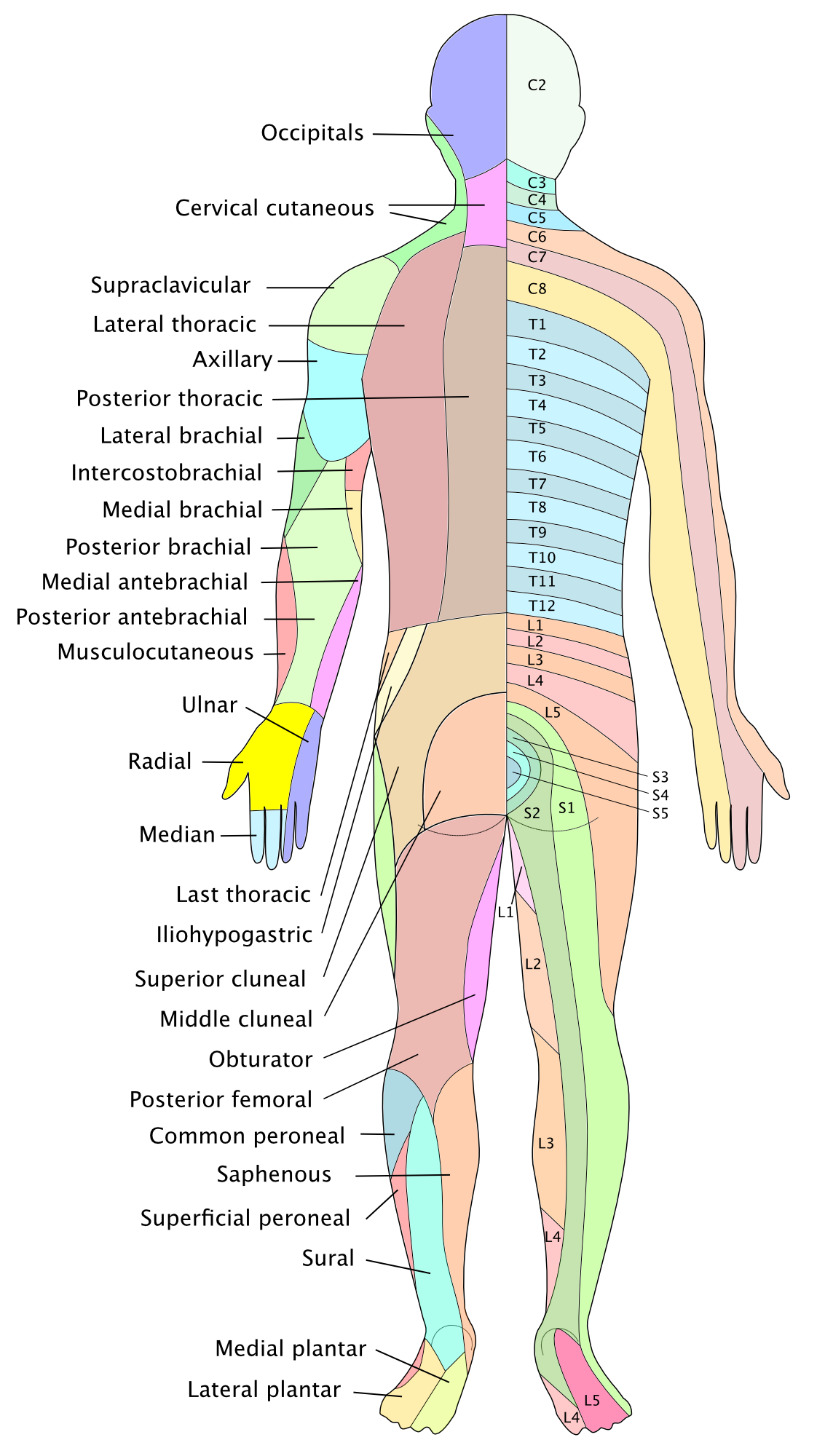 Dermatomes-posterior