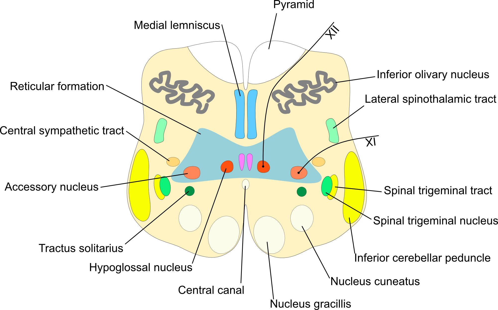 Medulla-oblongata-caudal