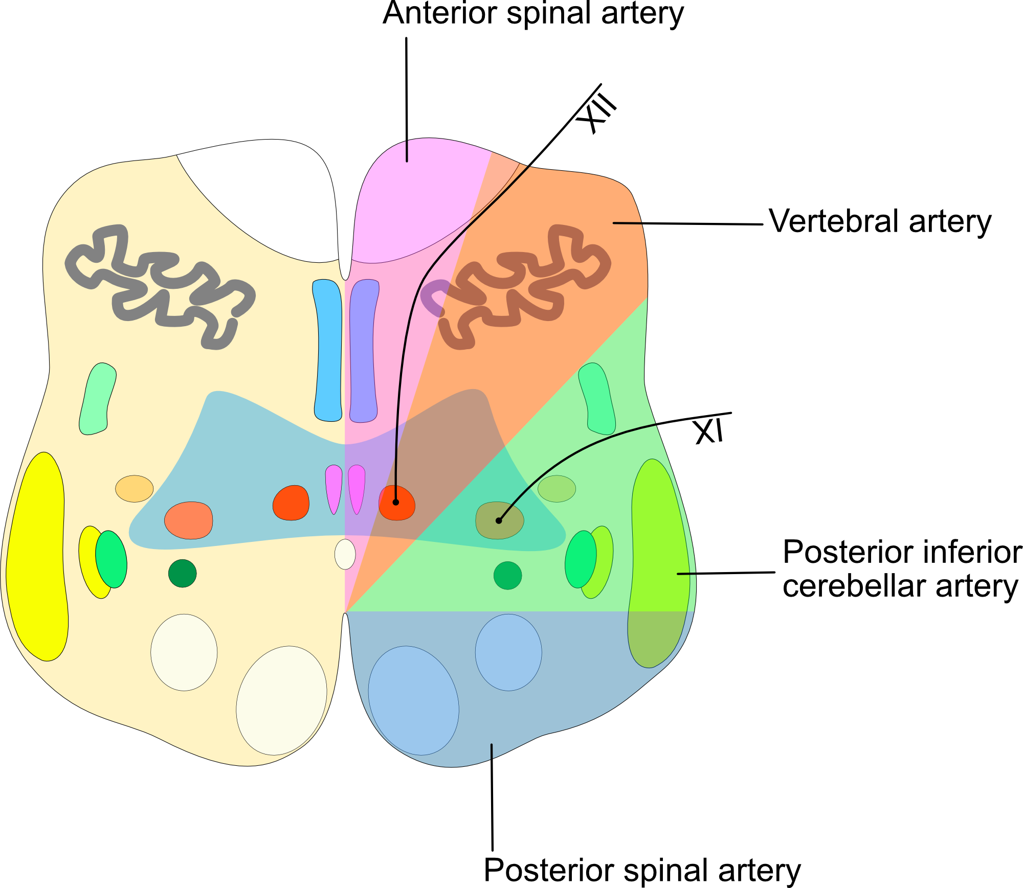 Medulla-oblongata-caudal-perfusion