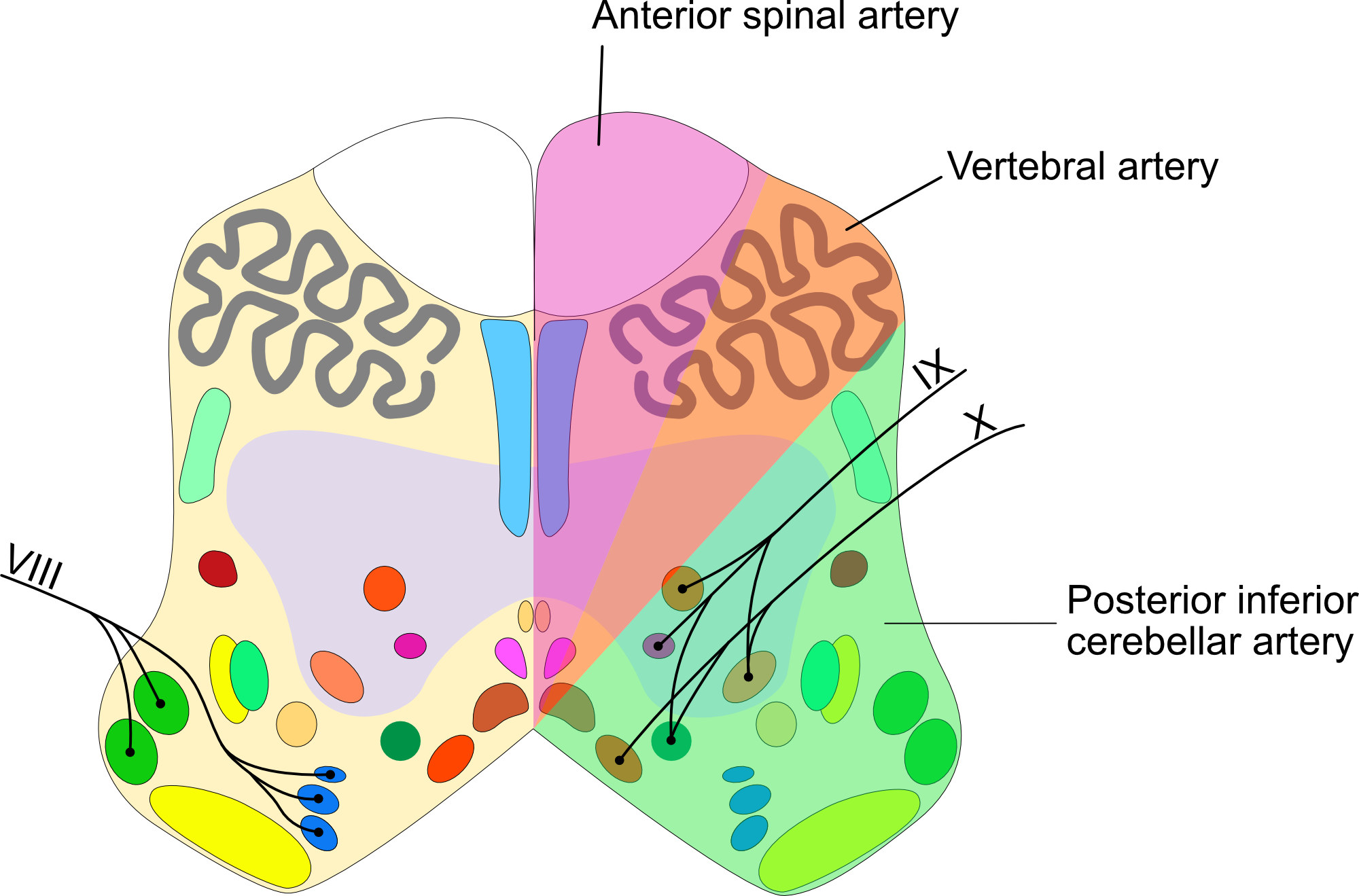 Medulla-oblongata-rostral-perfusion