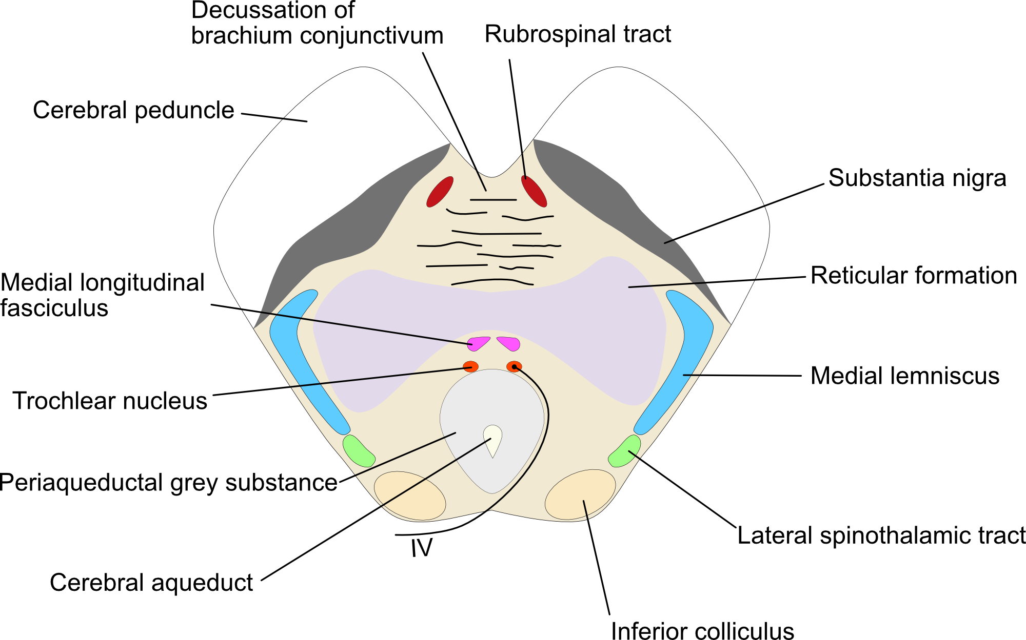 Mesencephalon-caudal