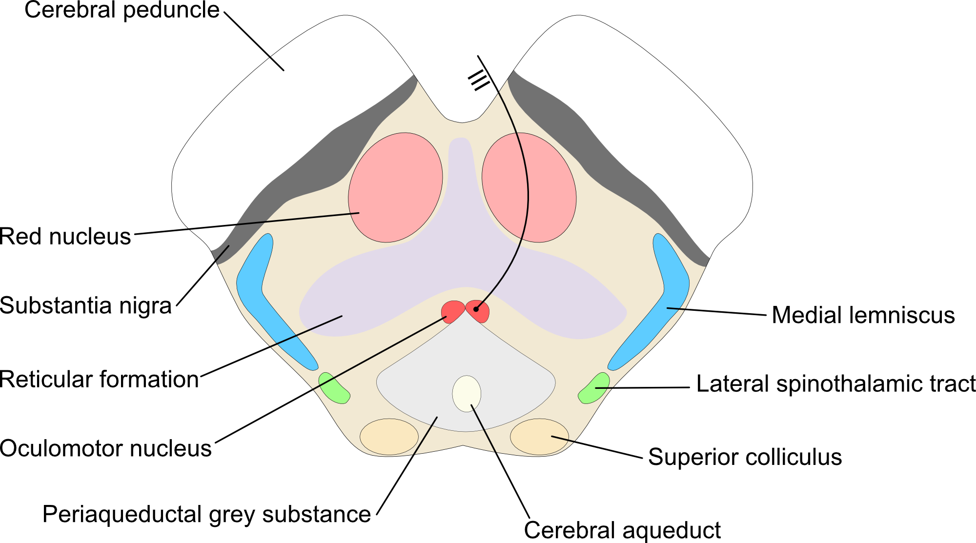 Mesencephalon-rostral
