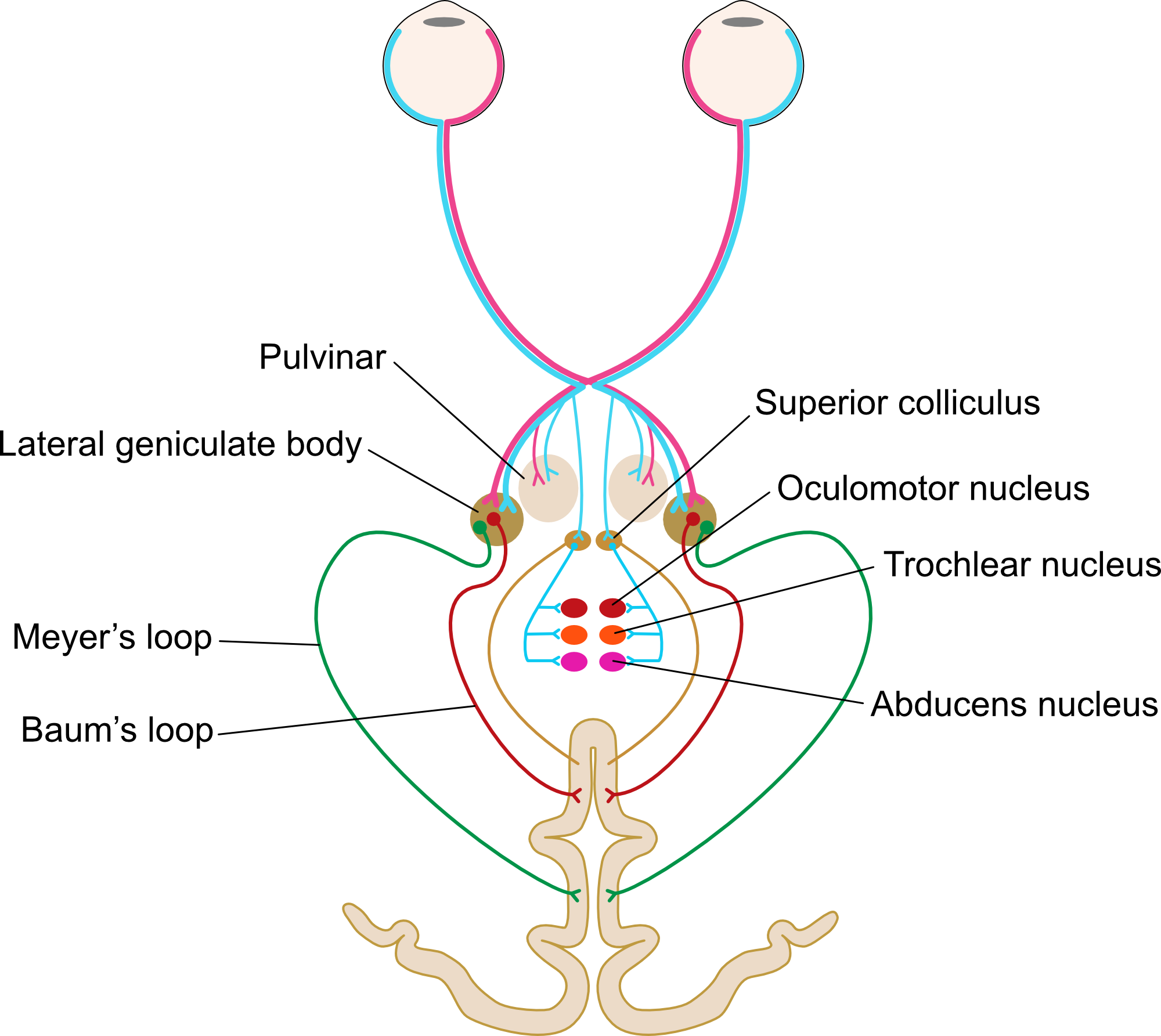 Visual system anatomy